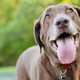 Image for article titled This Dog Whose Food Obsession Cost His Owners $37,000 Is Inspiring